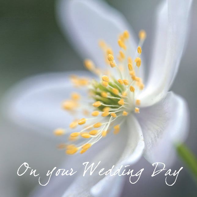 Wedding (Wood Anemone)Wedding (Wood Anemone)