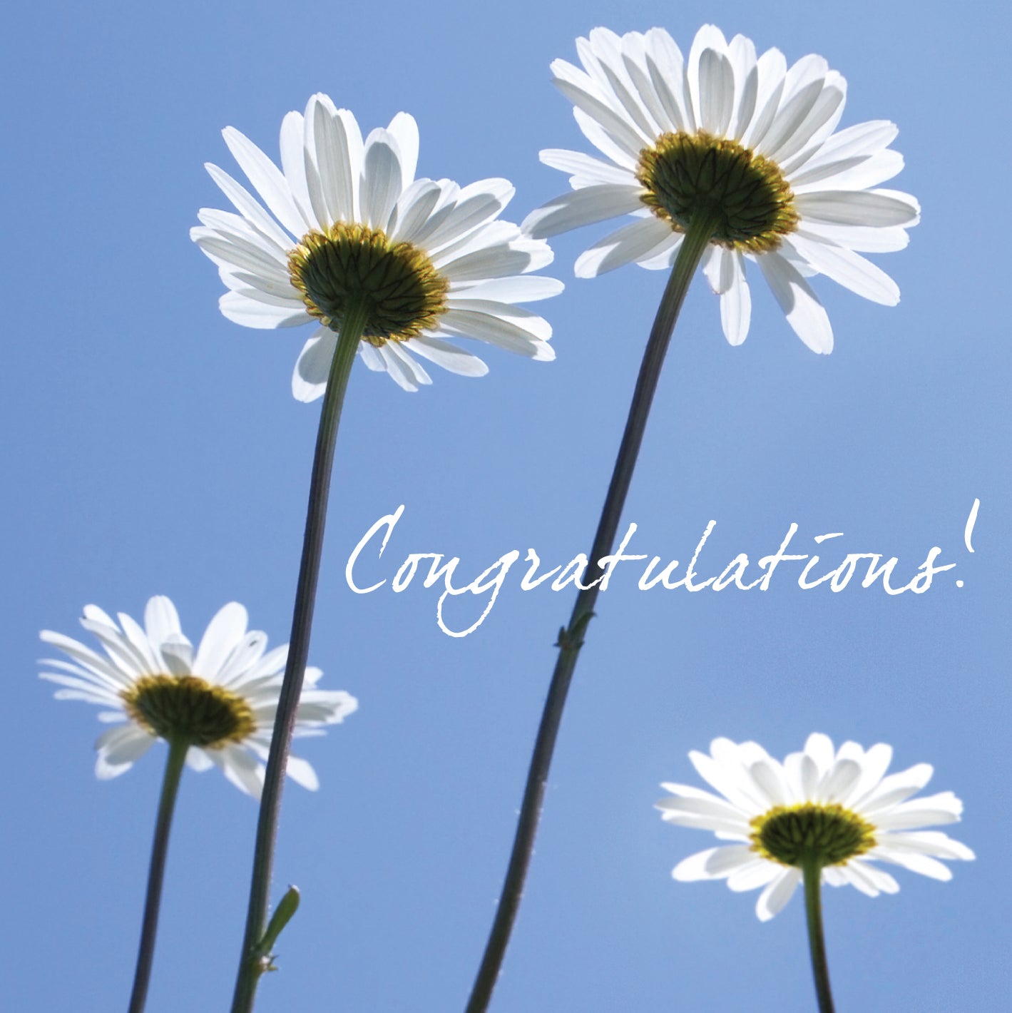 Congratulations  (Daisies)Congratulations  (Daisies)
