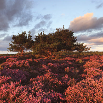 Blank Landscene  -  Standard CardBlank Landscene  -  Standard Card