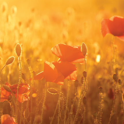 With SympathyWith Sympathy