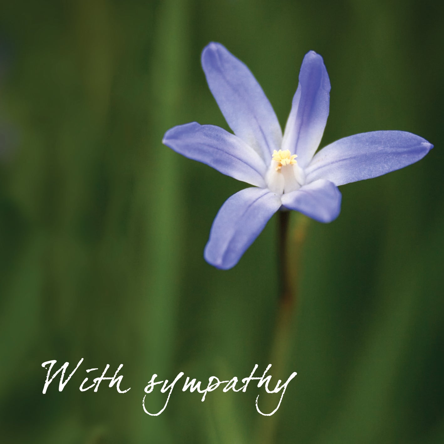 With Sympathy  (Blue Flowers)With Sympathy  (Blue Flowers)