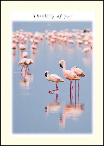 Thinking Of You ****Thinking Of You ****