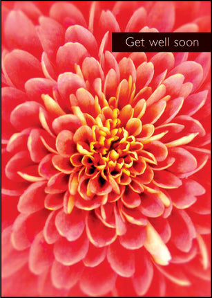 Get Well Soon ****Get Well Soon ****