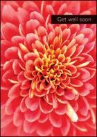 Get Well Soon ****Get Well Soon ****