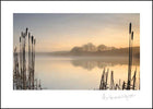 Tamar Lake ****Tamar Lake ****
