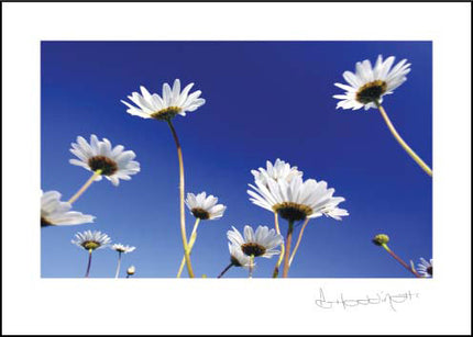 Daisies ****Daisies ****