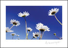 Daisies ****Daisies ****