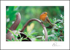 Robin ****Robin ****