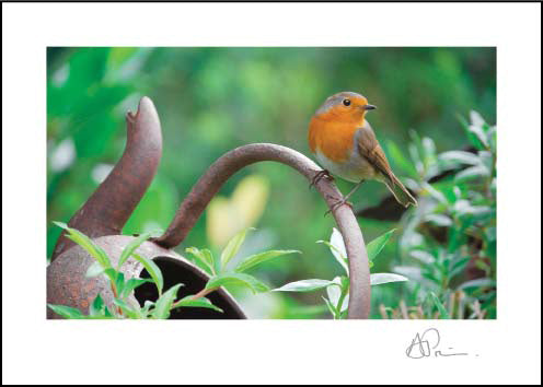 Robin ****Robin ****