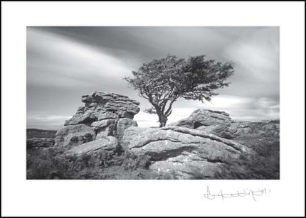 Saddletor ****Saddletor ****