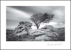 Saddletor ****Saddletor ****