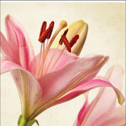 Happy Birthday (F)Happy Birthday (F)