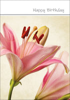 Happy Birthday (F)Happy Birthday (F)