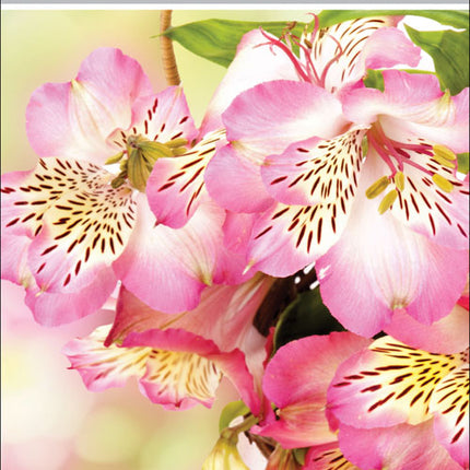 On Your Birthday (F)On Your Birthday (F)