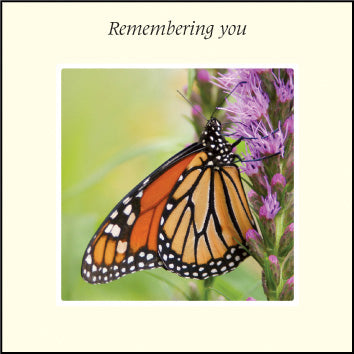 Remembering You ****Remembering You ****