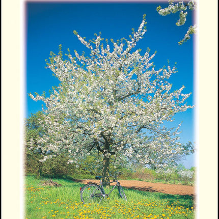 Just To Say ****Just To Say ****